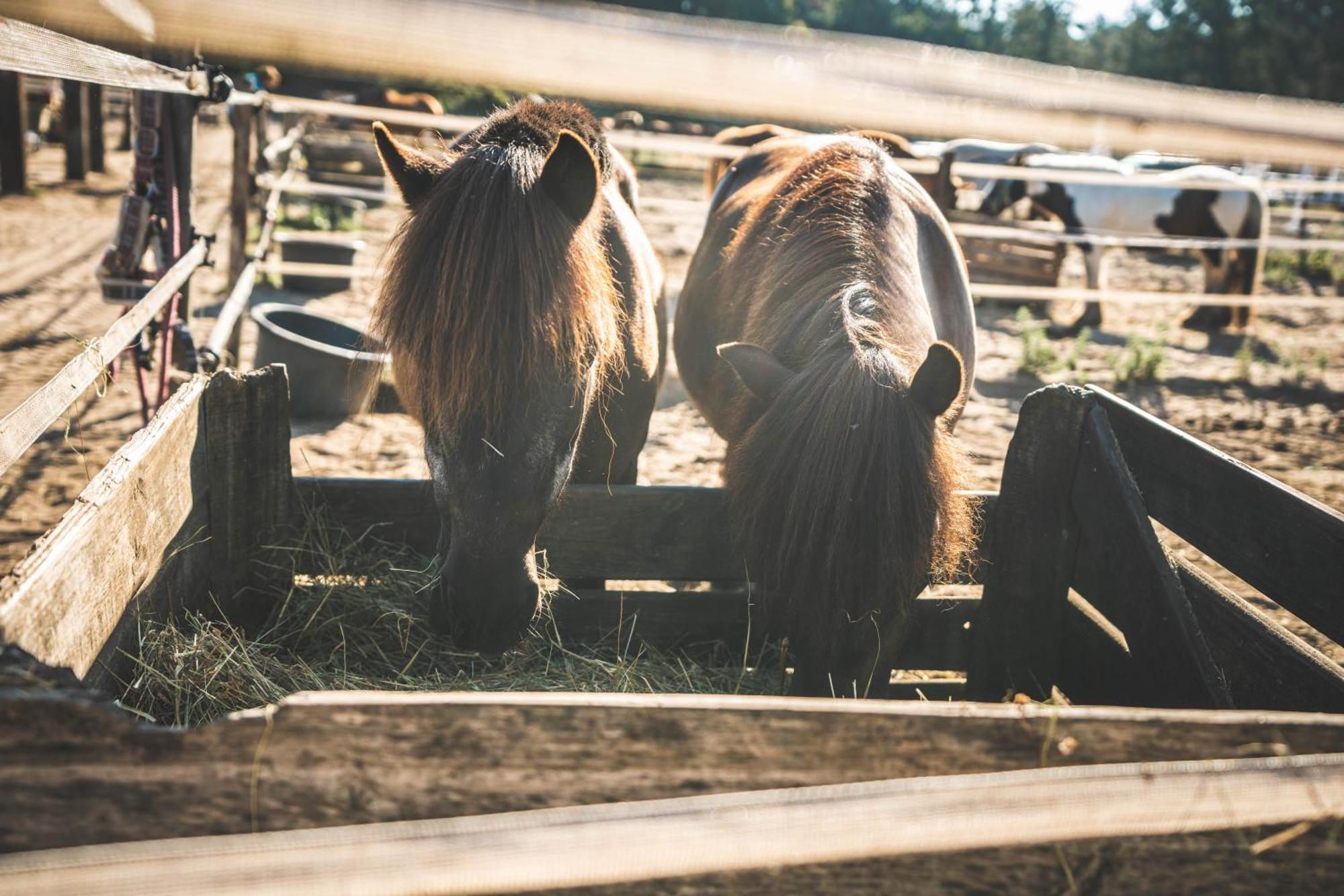 Boshuisje Op De Veluwe Nunspeet Bagian luar foto